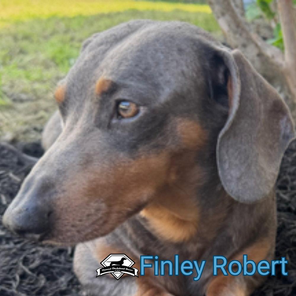 Enlarge Finley Robert+, a Adoptable Dachshund in San Antonio, TX image 3/3
