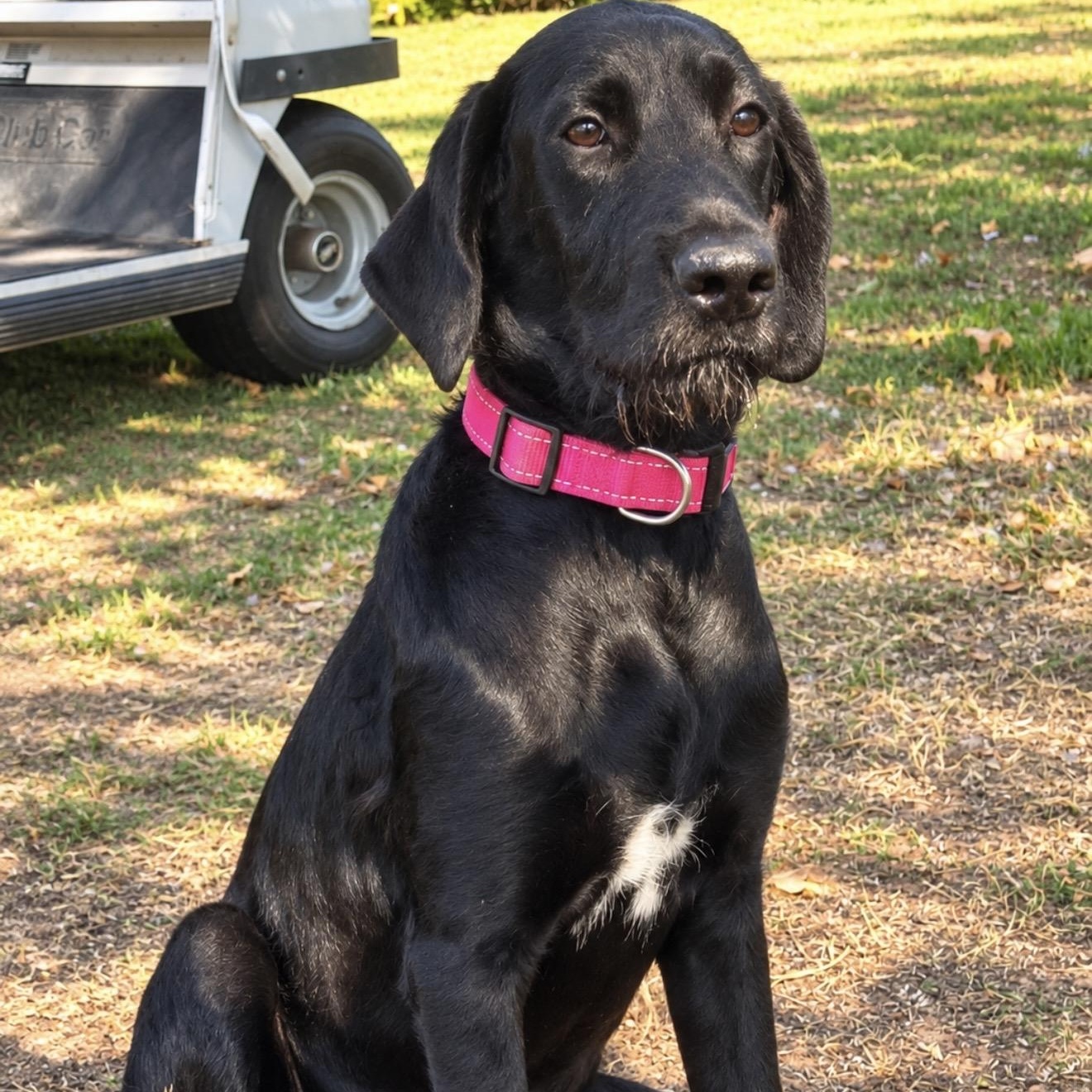 Dana, Adopted, Puppy Female Great Dane & Poodle.