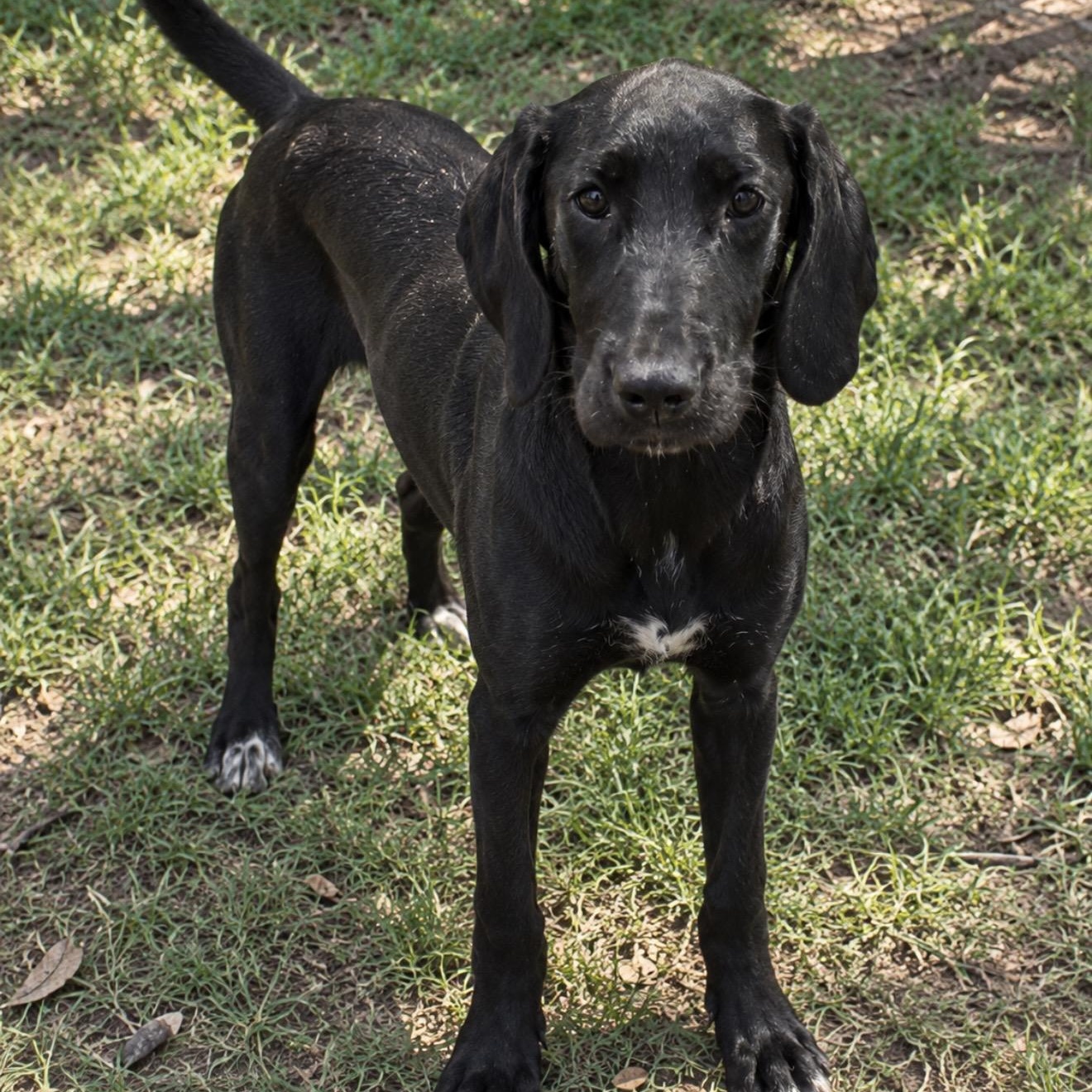 Enlarge Dana, a Adopted mixed breed in Pelham, NH image 3/6