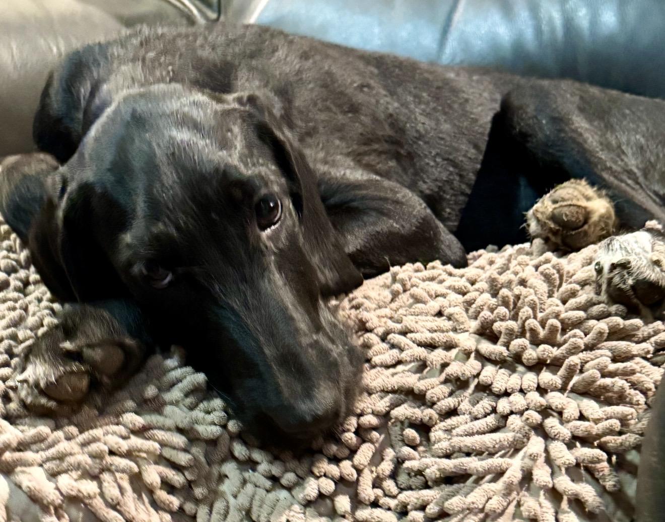 Enlarge Dana, a Adopted mixed breed in Pelham, NH image 5/6