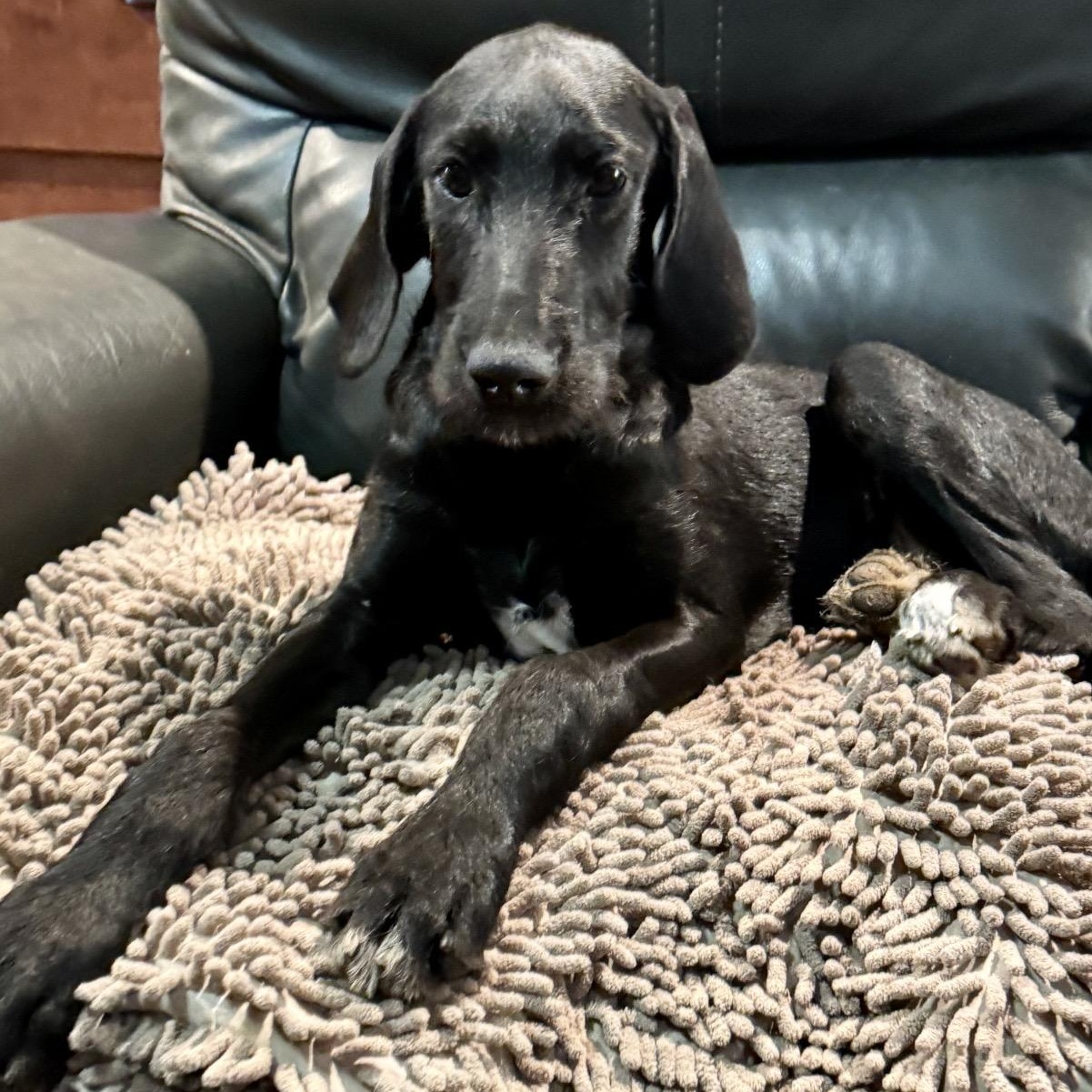 Enlarge Dana, a Adopted mixed breed in Pelham, NH image 4/6