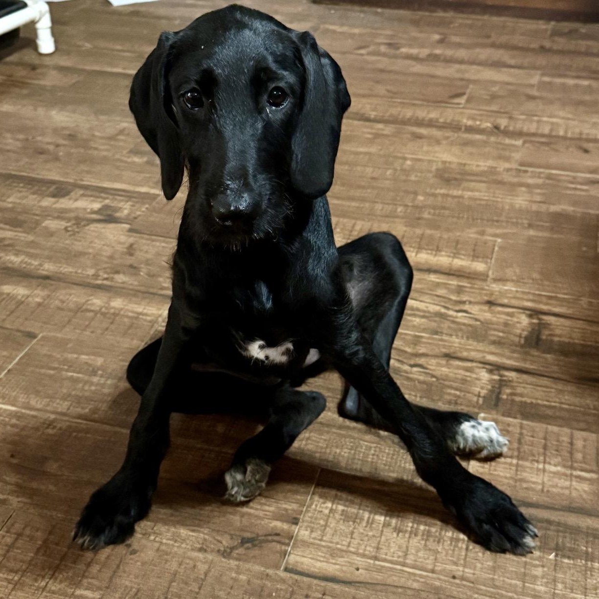 Enlarge Dana, a Adopted mixed breed in Pelham, NH image 2/6