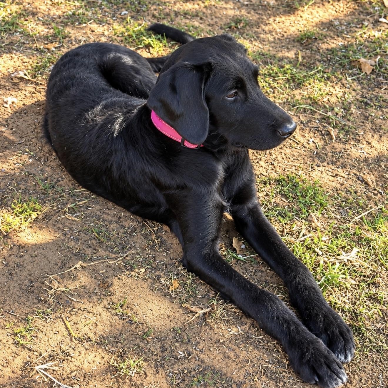 Enlarge Dana, a Adopted mixed breed in Pelham, NH image 6/6