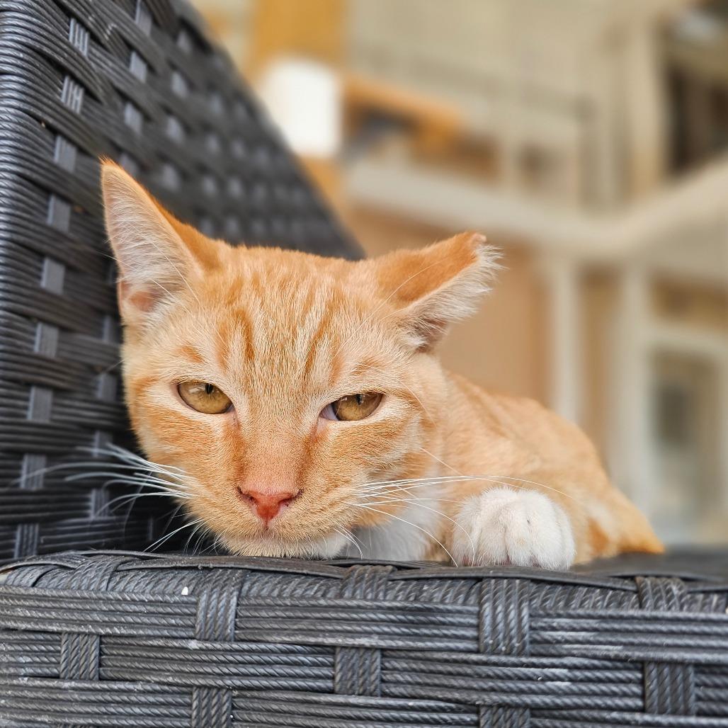 Romo, Adoptable, Young Male Domestic Short Hair.