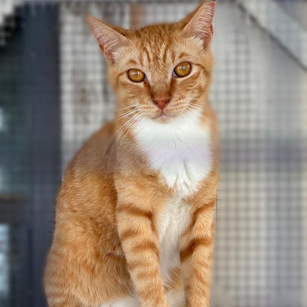 Enlarge Romo, a Adoptable Domestic Short Hair in Laredo, TX image 2/4