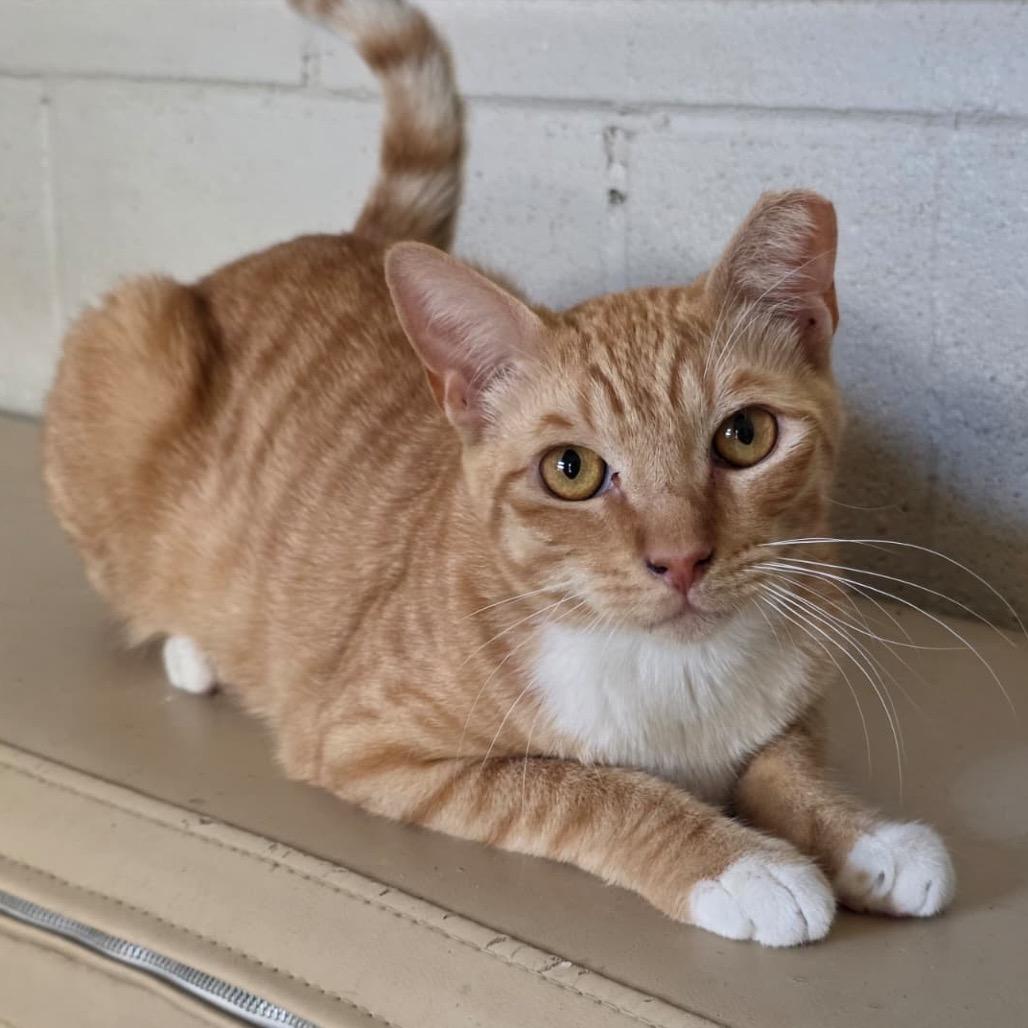 Enlarge Romo, a Adoptable Domestic Short Hair in Laredo, TX image 3/6