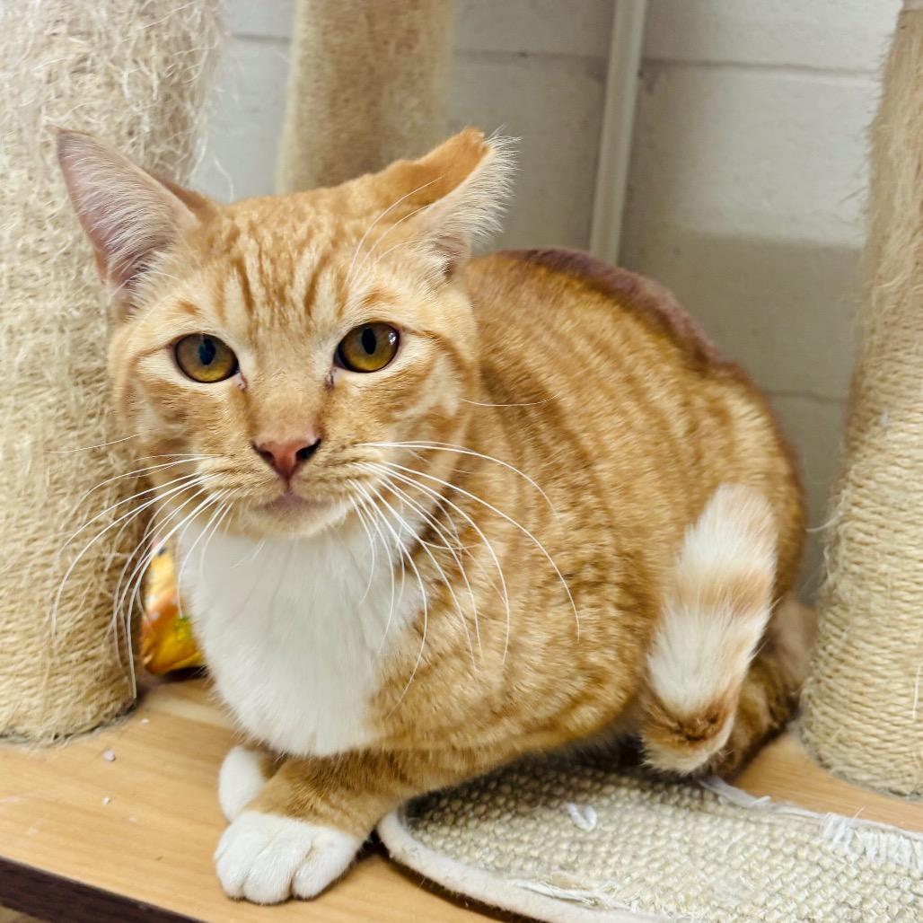 Enlarge Romo, a Adoptable Domestic Short Hair in Laredo, TX image 2/3