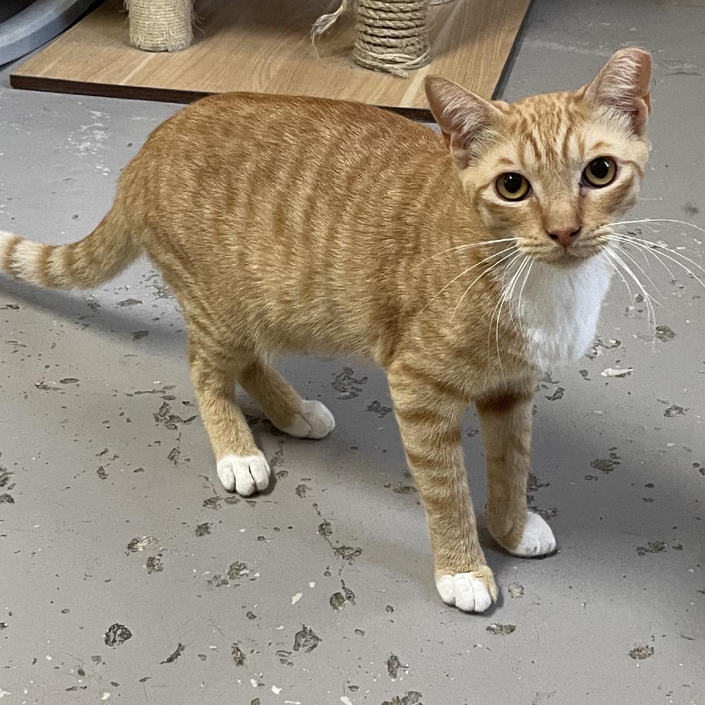 Enlarge Romo, a Adoptable Domestic Short Hair in Laredo, TX image 5/6