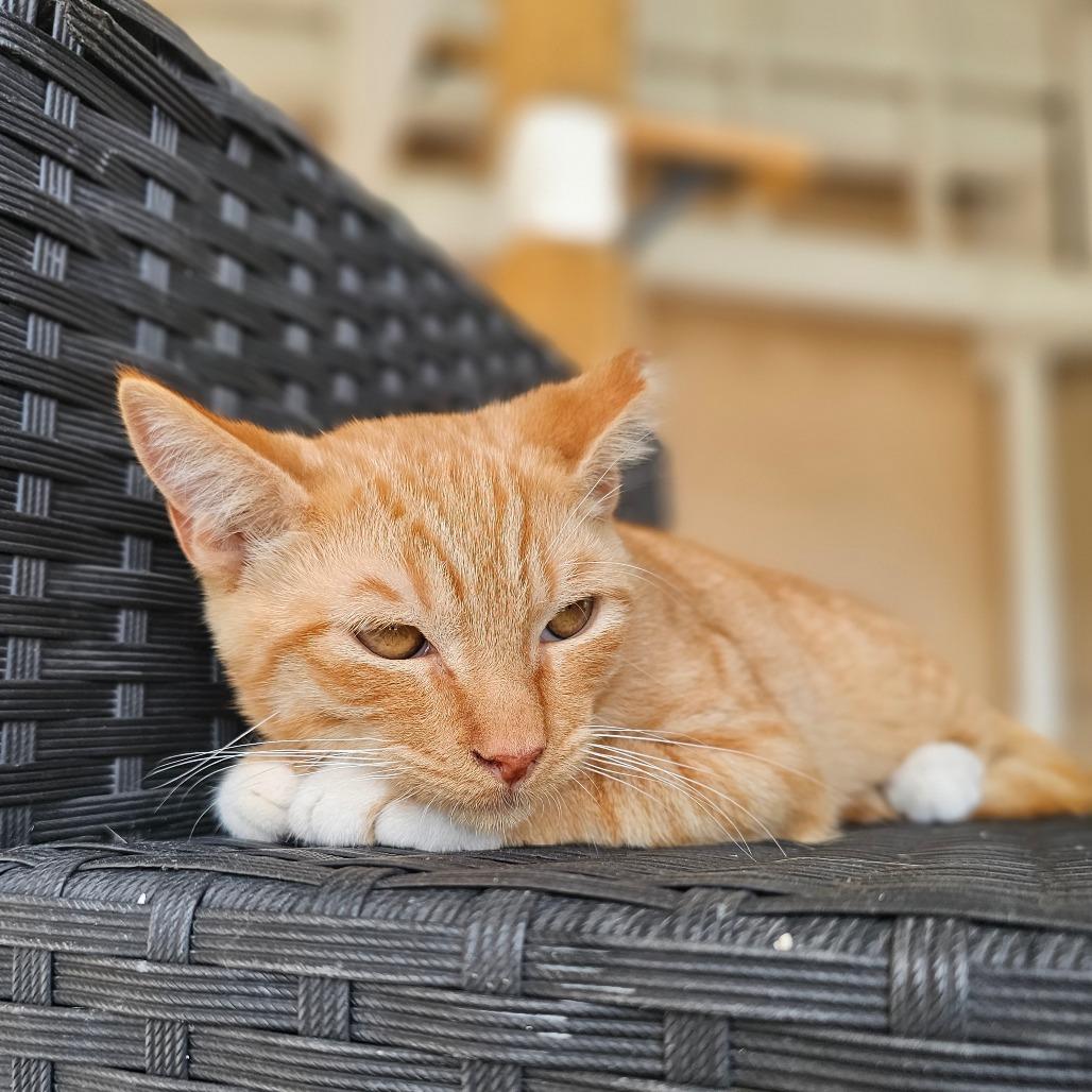 Enlarge Romo, a Adoptable Domestic Short Hair in Laredo, TX image 3/3