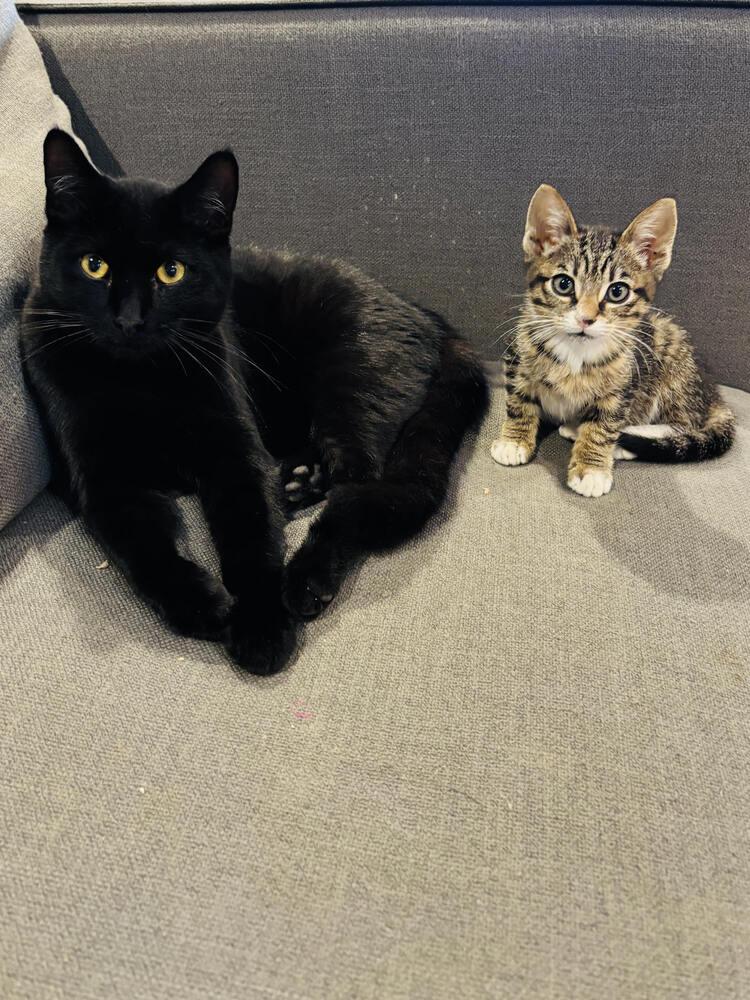 Denzel, Adoptable, Young Male Domestic Short Hair.