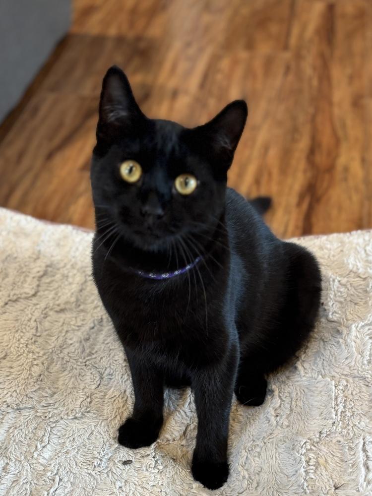 Enlarge Denzel, a Adoptable Domestic Short Hair in Pinole, CA image 2/5