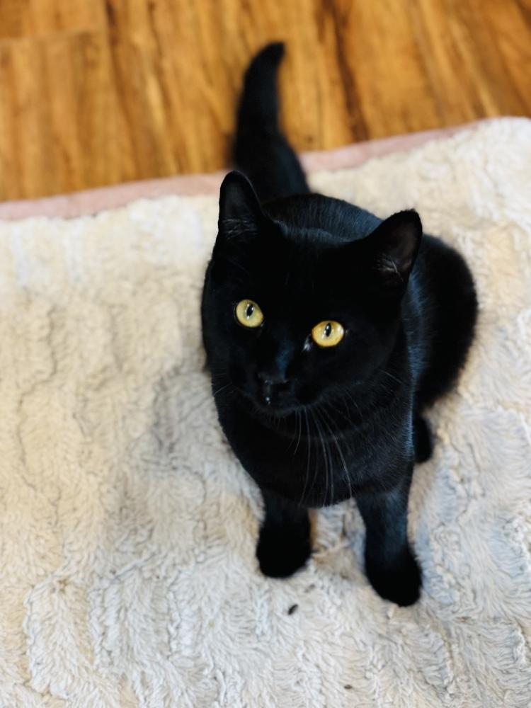 Enlarge Denzel, a Adoptable Domestic Short Hair in Pinole, CA image 3/5