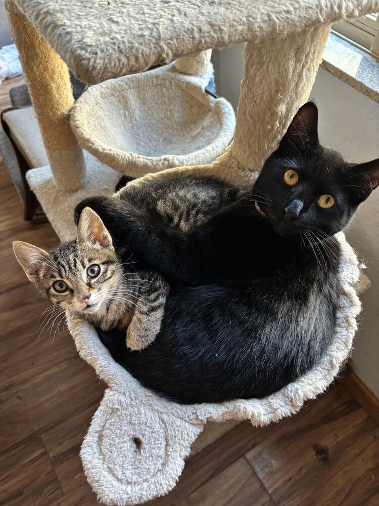 Enlarge Denzel, a Adoptable Domestic Short Hair in Pinole, CA image 4/5