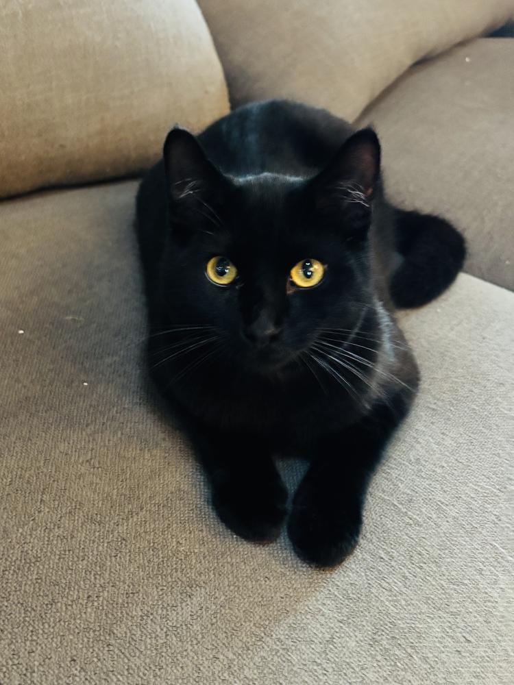 Enlarge Denzel, a Adoptable Domestic Short Hair in Pinole, CA image 5/5