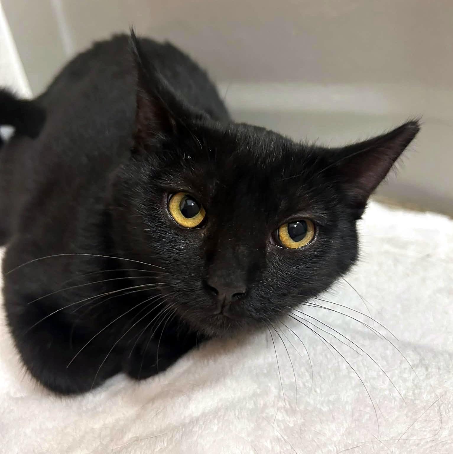 Enlarge Ally & Dale, a Adoptable Domestic Short Hair in Pittsburgh, PA image 5/6