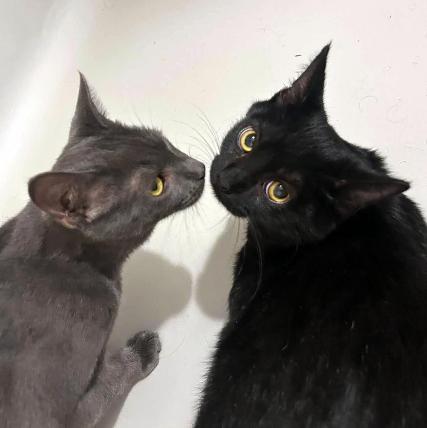 Ally & Dale, Adoptable, Kitten Male Domestic Short Hair.