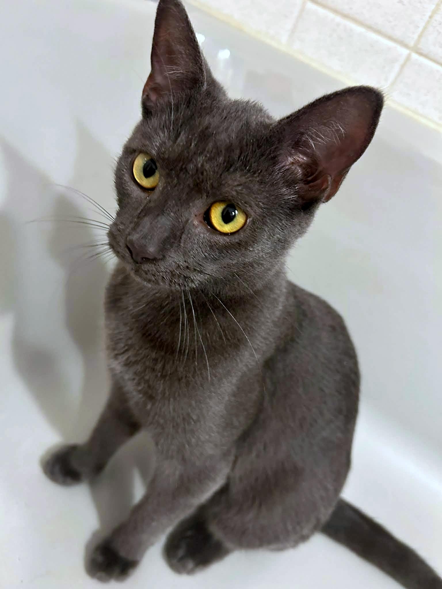 Enlarge Ally & Dale, a Adoptable Domestic Short Hair in Pittsburgh, PA image 6/6