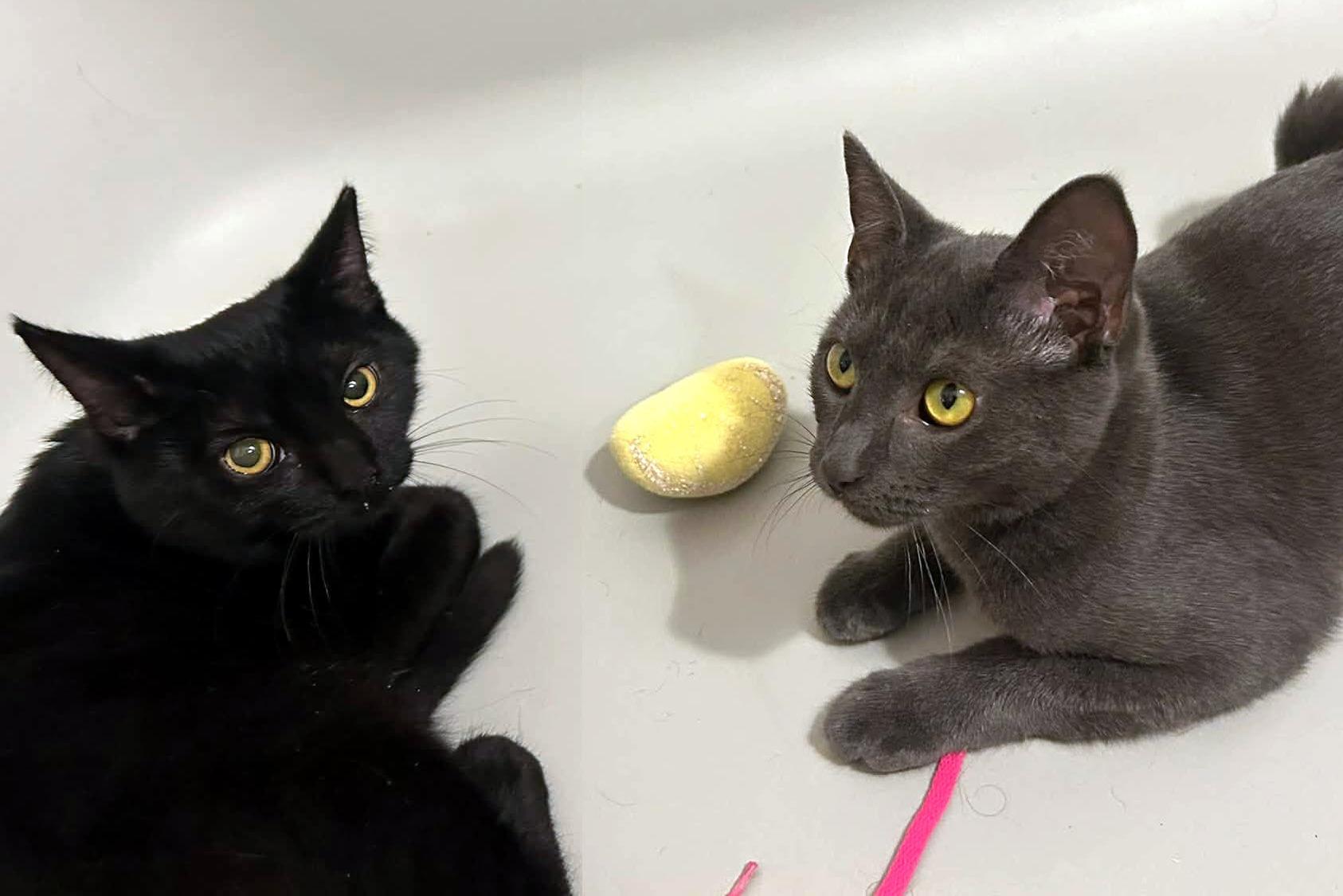 Enlarge Ally & Dale, a Adoptable Domestic Short Hair in Pittsburgh, PA image 2/6