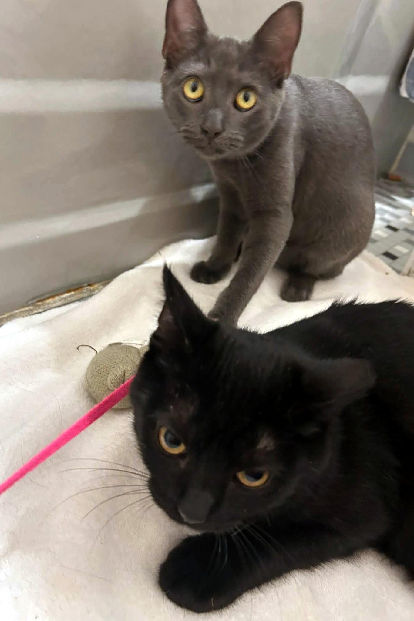 Enlarge Ally & Dale, a Adoptable Domestic Short Hair in Pittsburgh, PA image 3/6
