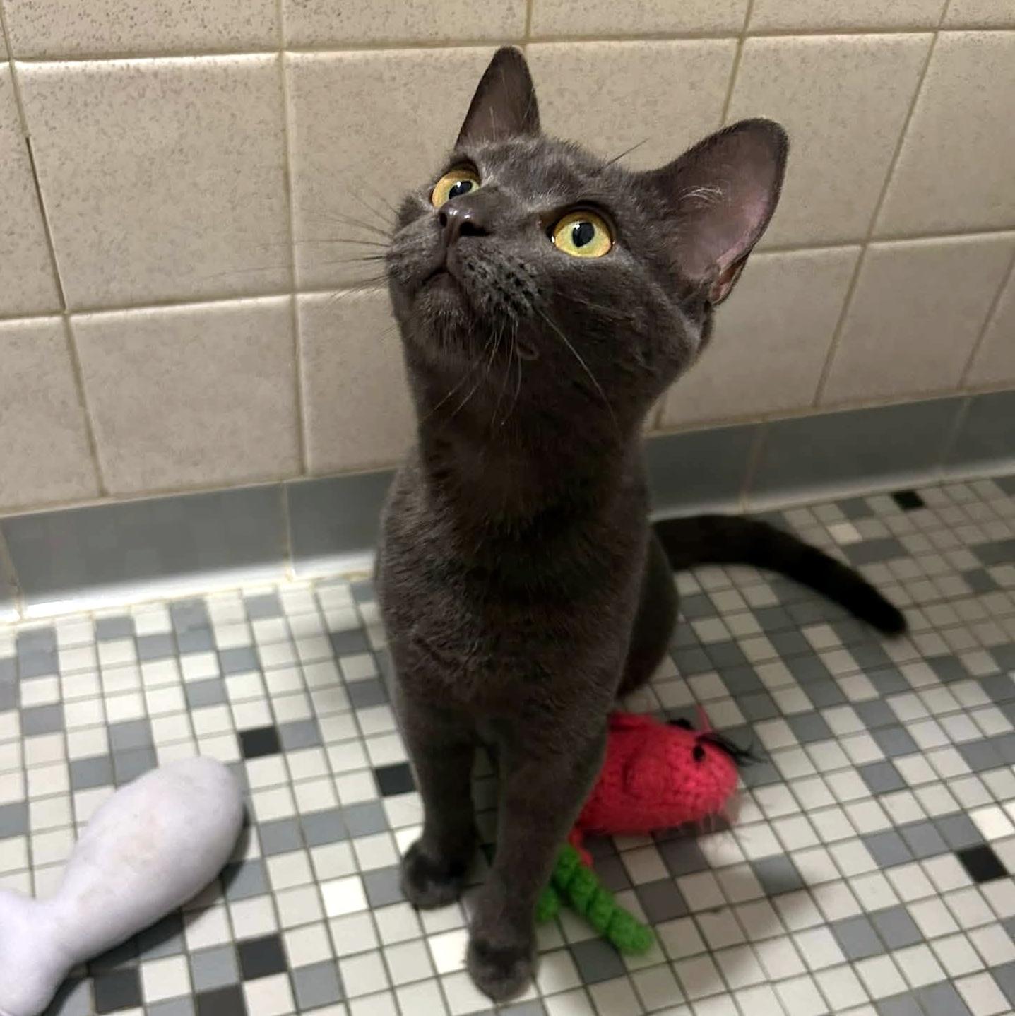 Enlarge Ally & Dale, a Adoptable Domestic Short Hair in Pittsburgh, PA image 4/6