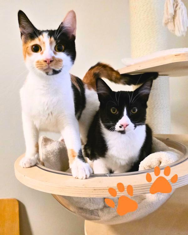 Rodrigo — thumbnail 2