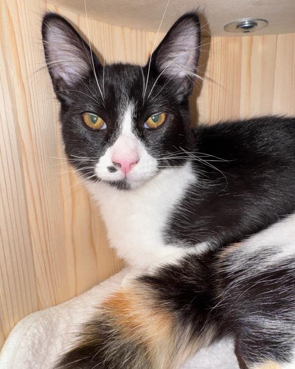 Rodrigo — thumbnail 3