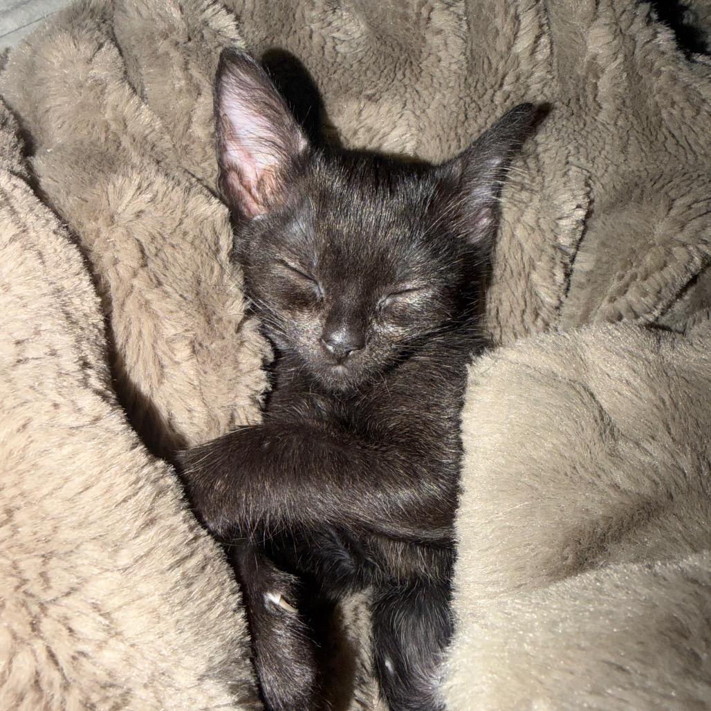 Maude, Adoptable, Kitten Female Domestic Short Hair.