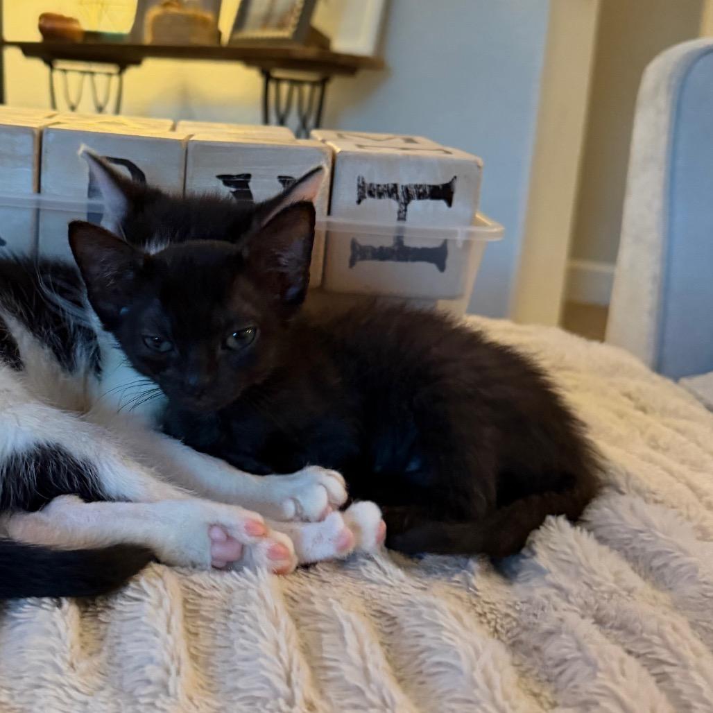 Enlarge Maude, a Adoptable Domestic Short Hair in Missouri City, TX image 2/2
