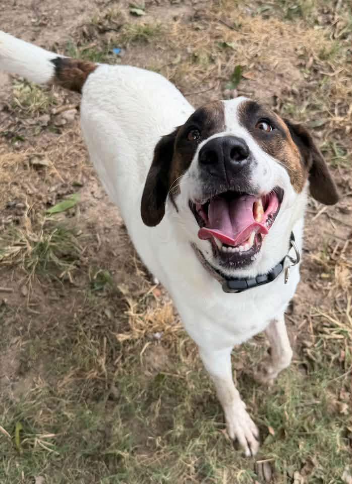Enlarge Oscar, a Adoptable mixed breed in Calera, AL image 2/6