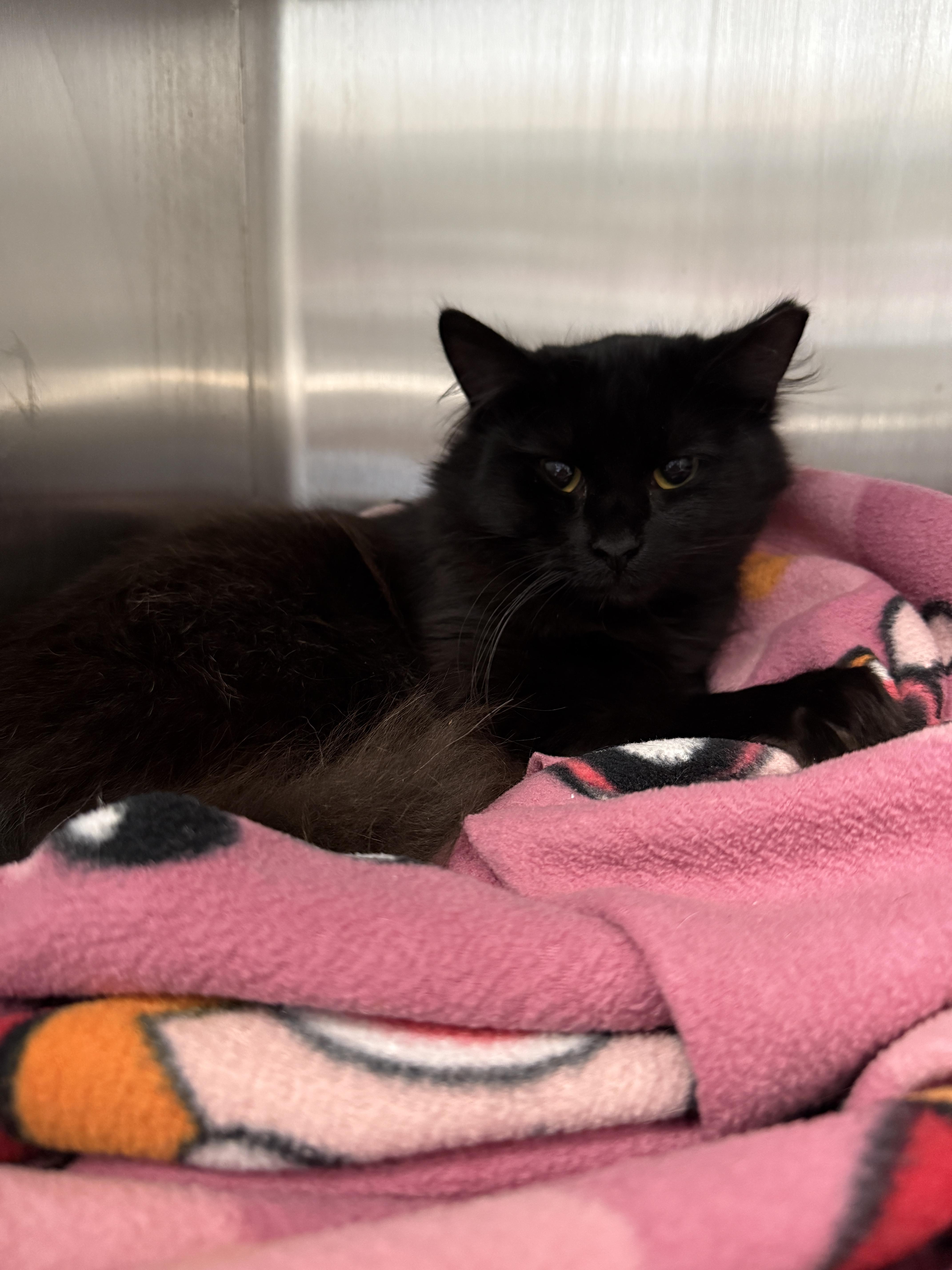 Enlarge Norbert, a Adopted Domestic Medium Hair in Grand Rapids, MI image 1/1