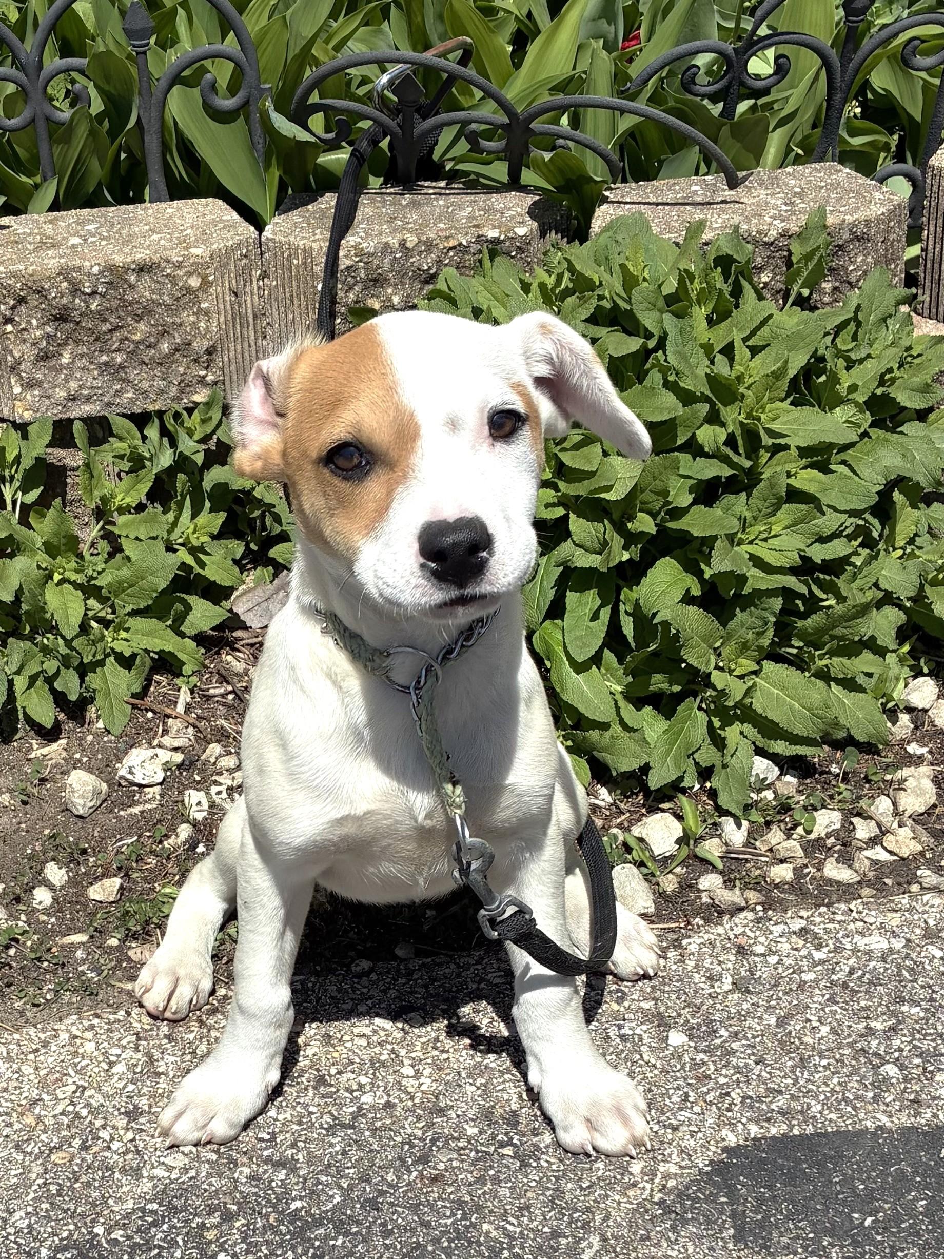 Enlarge Camille, a Adoptable Mixed Breed in West Chicago, IL image 3/3