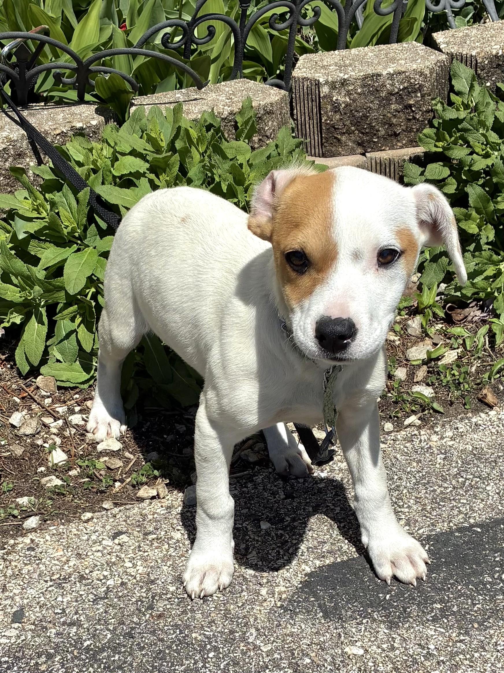 Enlarge Camille, a Adoptable Mixed Breed in West Chicago, IL image 2/3