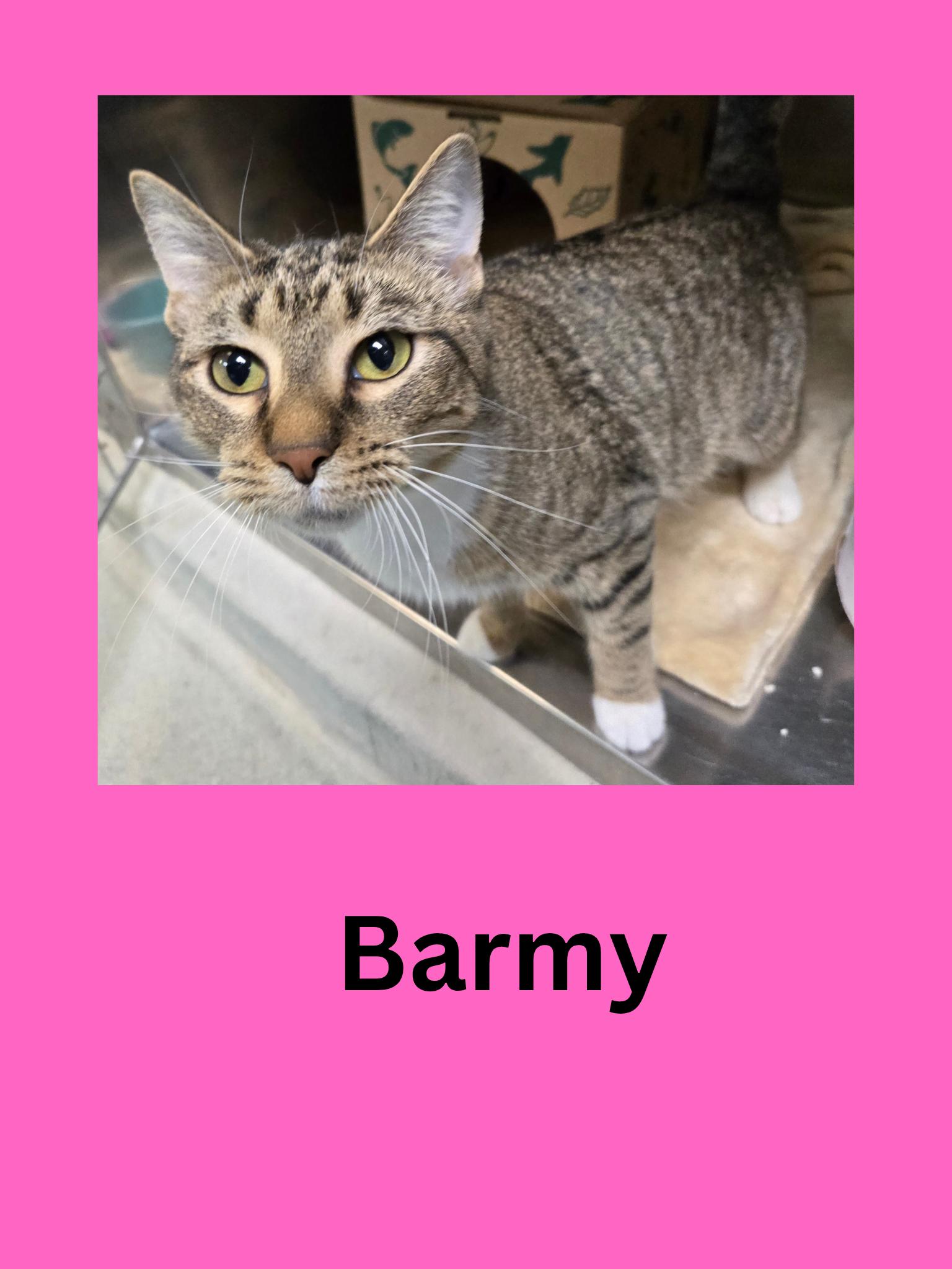 Barmy, Adoptable, Adult Female Domestic Short Hair.