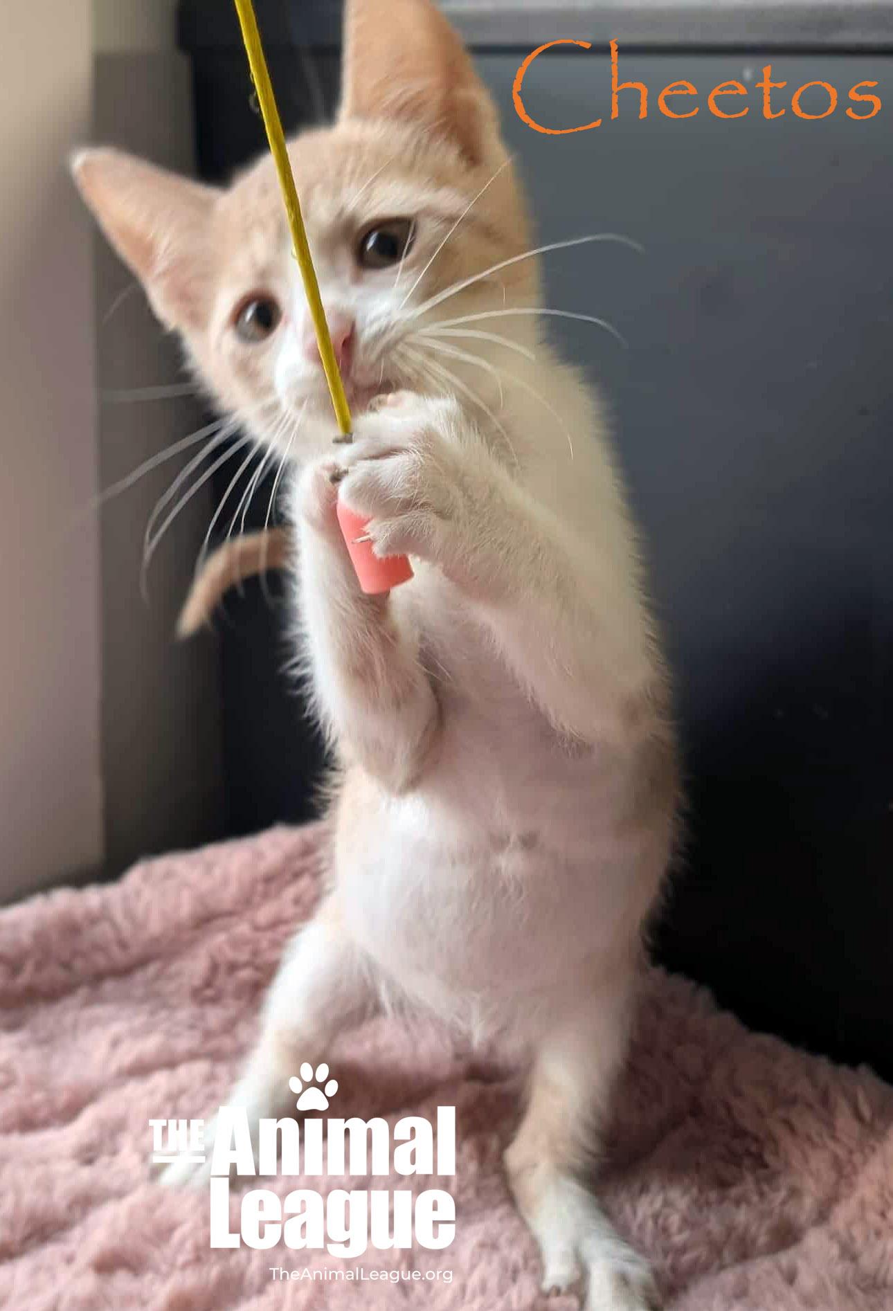 Cheetos, a Adoptable Domestic Short Hair in Clermont, FL image 1/4