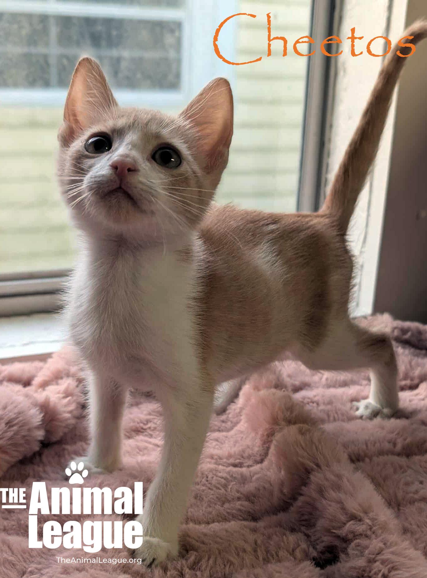 Cheetos, a Adoptable Domestic Short Hair in Clermont, FL image 3/4