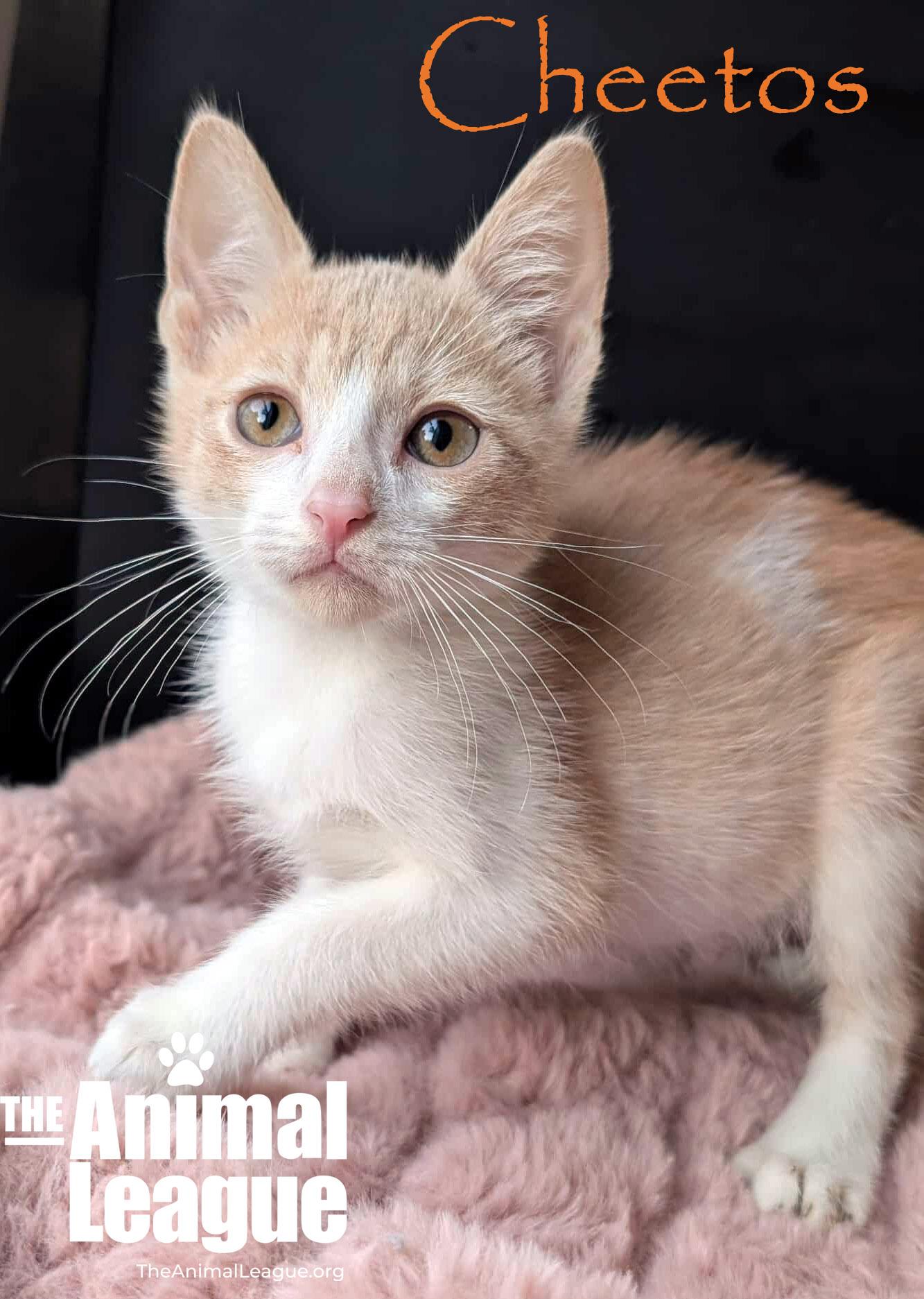 Cheetos, a Adoptable Domestic Short Hair in Clermont, FL image 4/4
