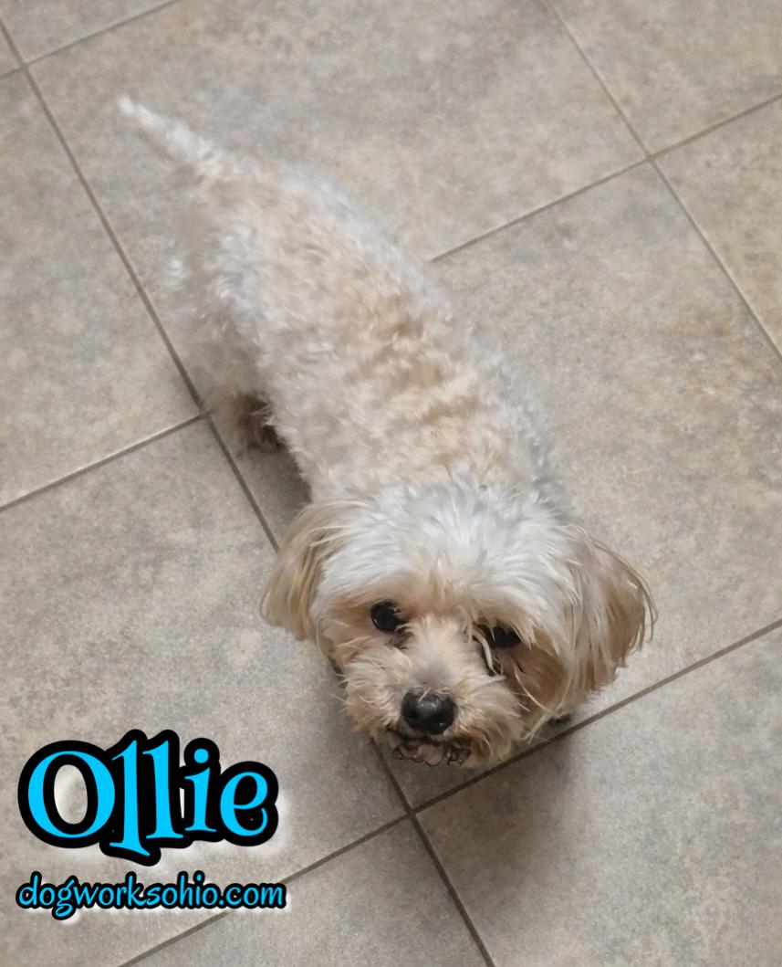 Ollie, Adoptable, Adult Male Yorkshire Terrier.
