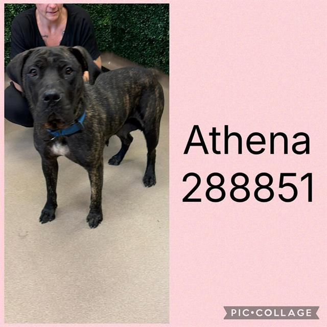 ATHENA, Adoptable, Young Female Mastiff & Mixed Breed.