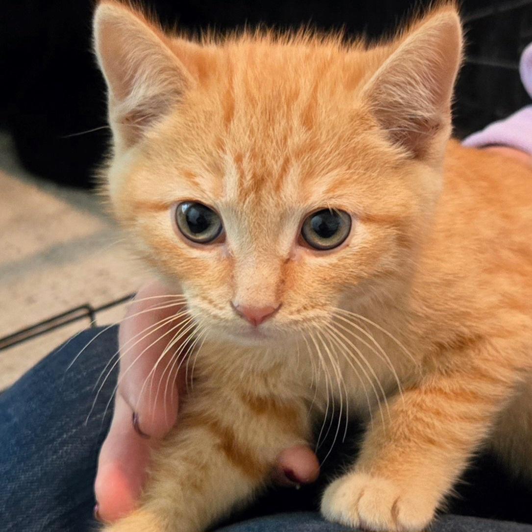 Colby, Adoptable, Kitten Male Domestic Short Hair.