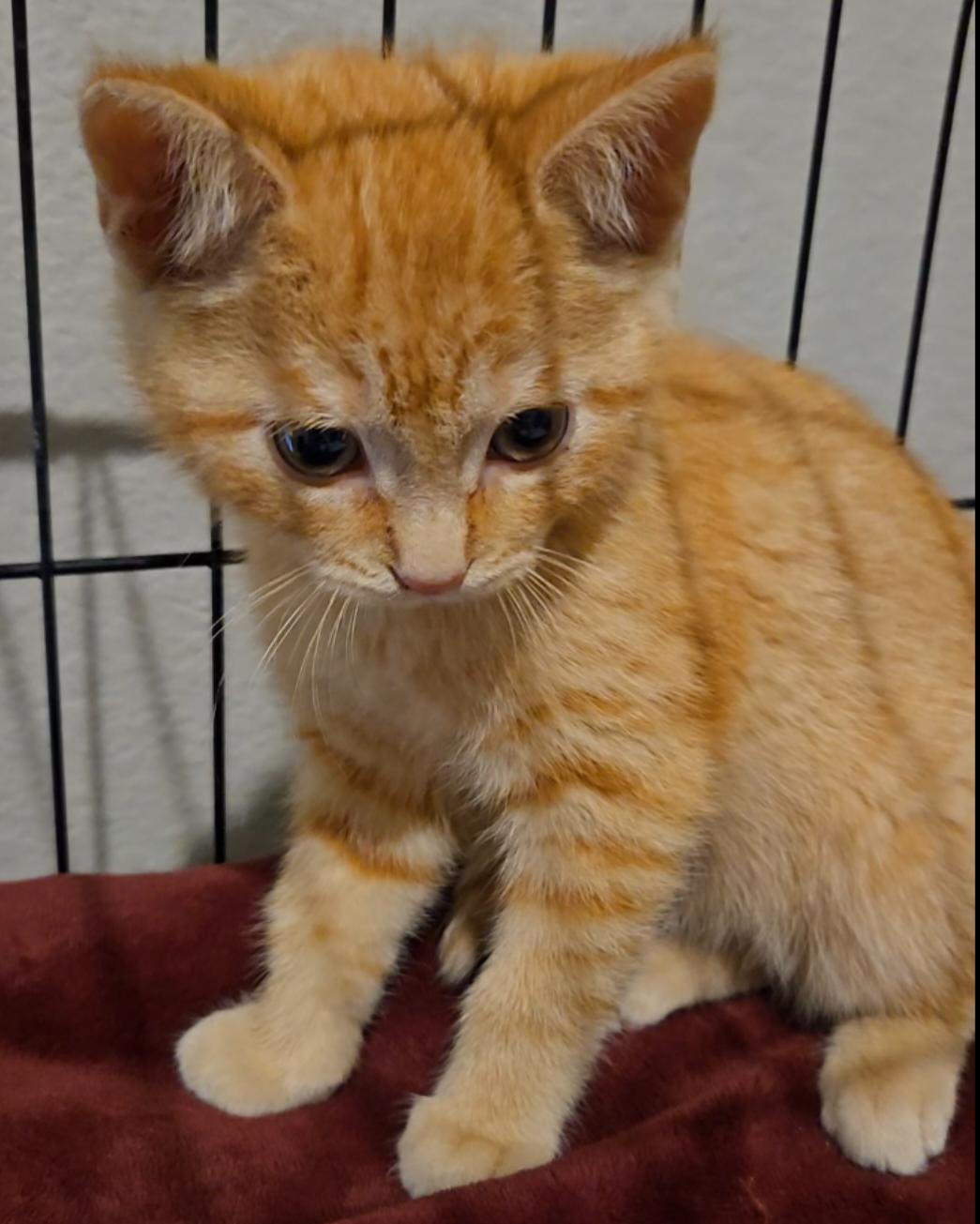 Enlarge Colby, an adopted Domestic Short Hair in Niantic, CT image 6/6