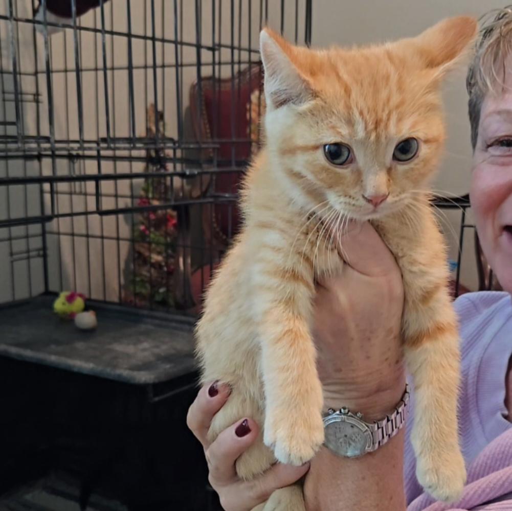 Enlarge Colby, an adopted Domestic Short Hair in Niantic, CT image 5/6