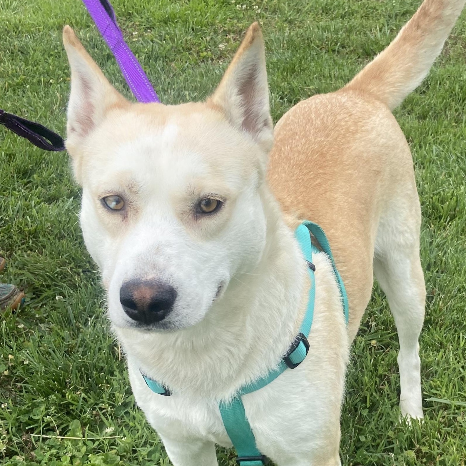 Destiny Momma Dolittle, ADOPTABLE, Adult Female Husky & Labrador Retriever.