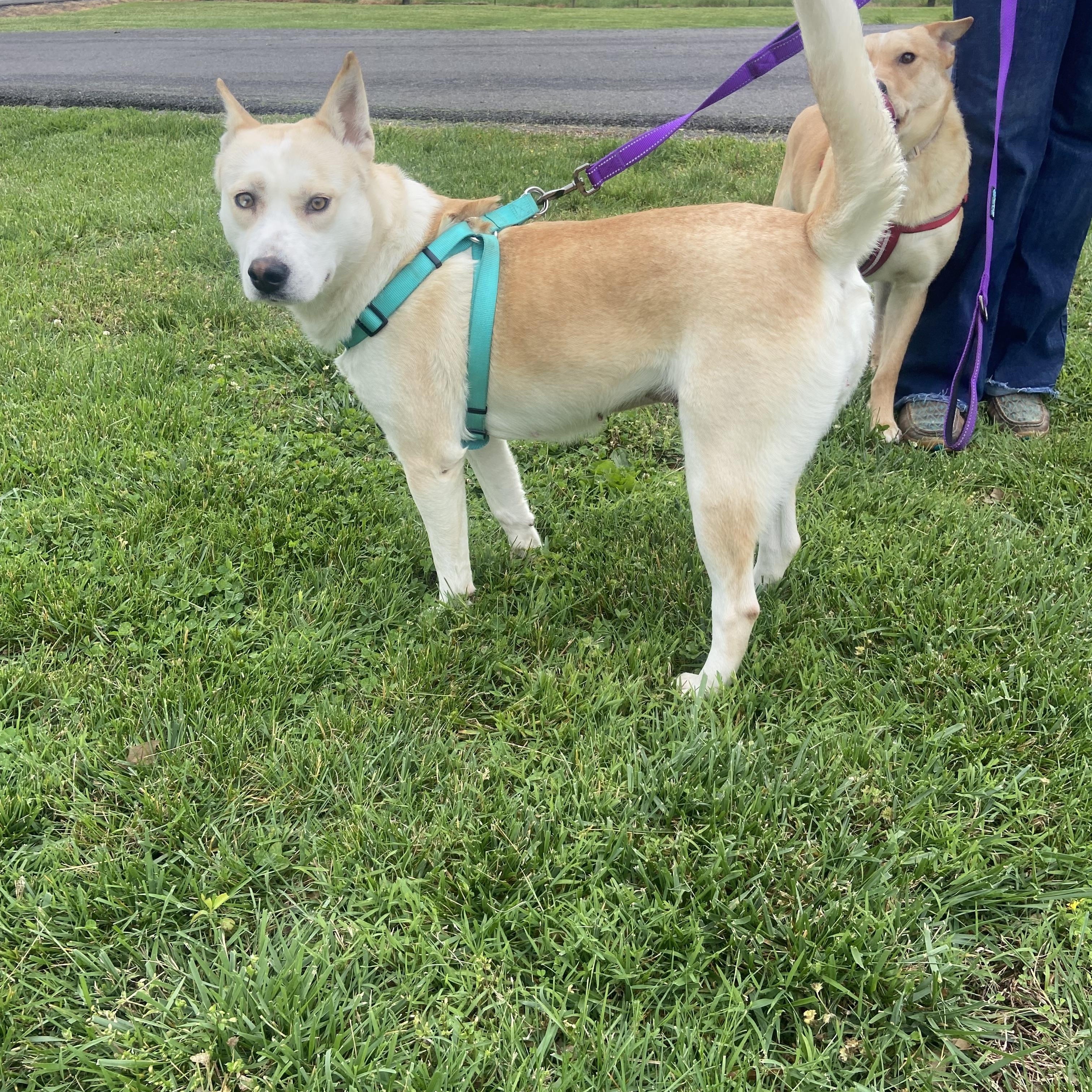 Destiny Momma Dolittle, a ADOPTABLE mixed breed in Woburn, MA image 5/5