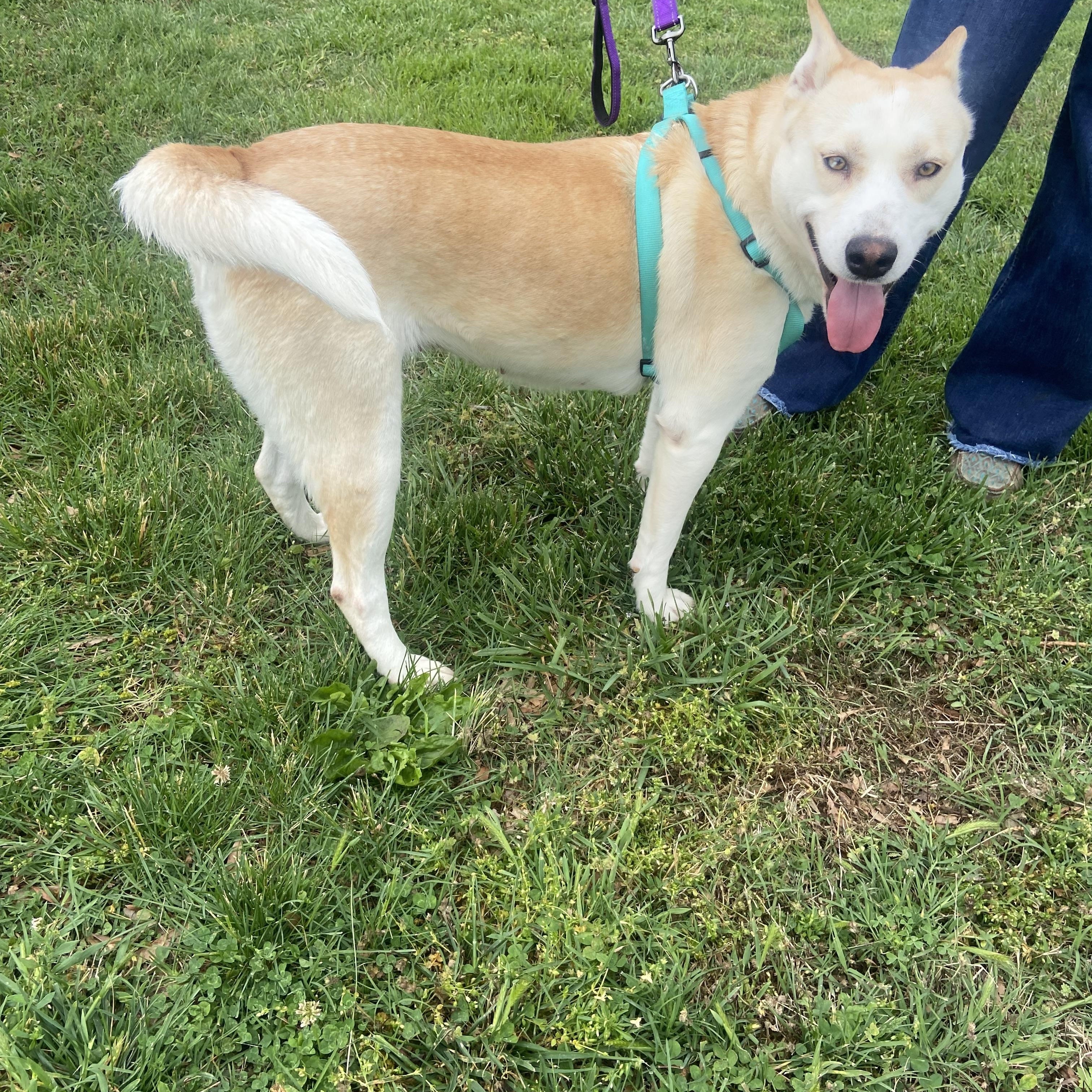 Destiny Momma Dolittle, a ADOPTABLE mixed breed in Woburn, MA image 2/5