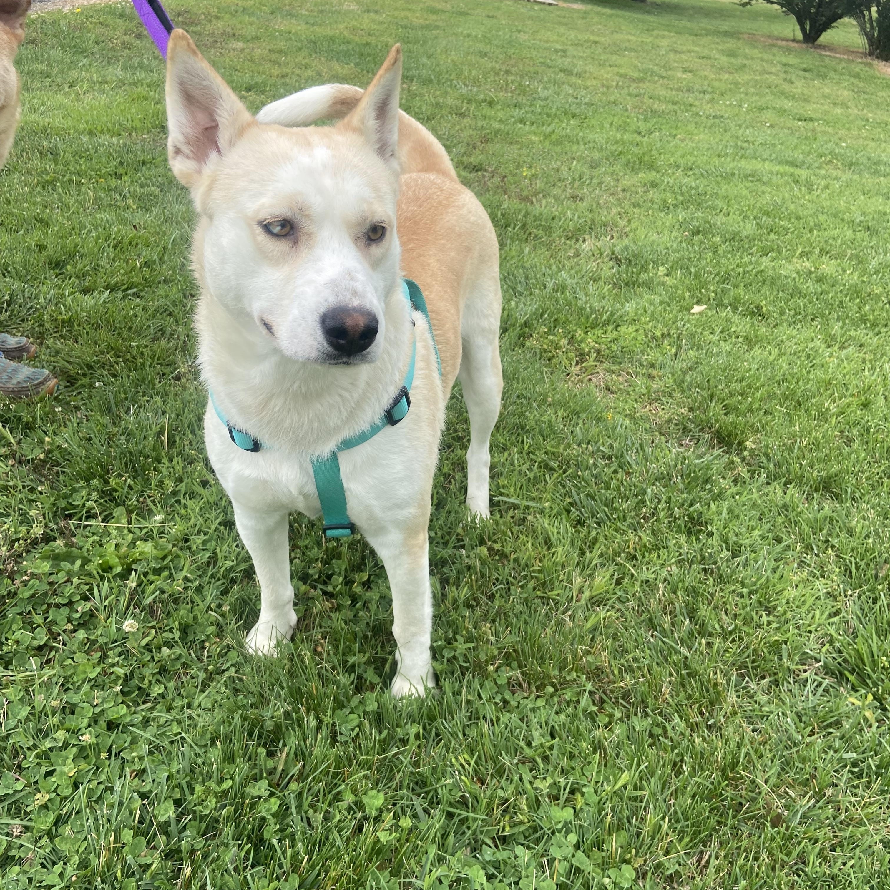 Destiny Momma Dolittle, a ADOPTABLE mixed breed in Woburn, MA image 4/5