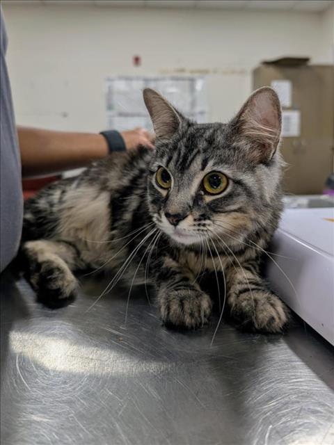 Enlarge CORK, a Adoptable Domestic Medium Hair in Upper Marlboro, MD image 1/1