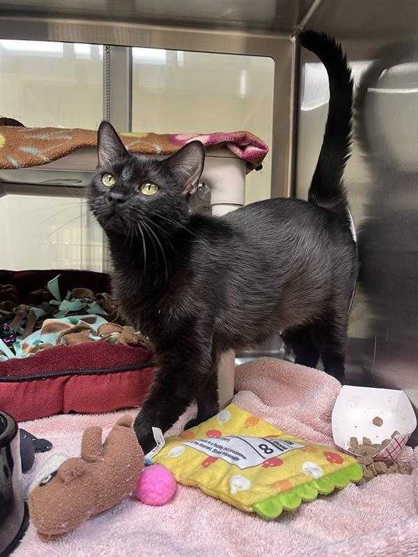 Enlarge Malamar, a Adopted Domestic Short Hair in Elk Grove, CA image 1/1