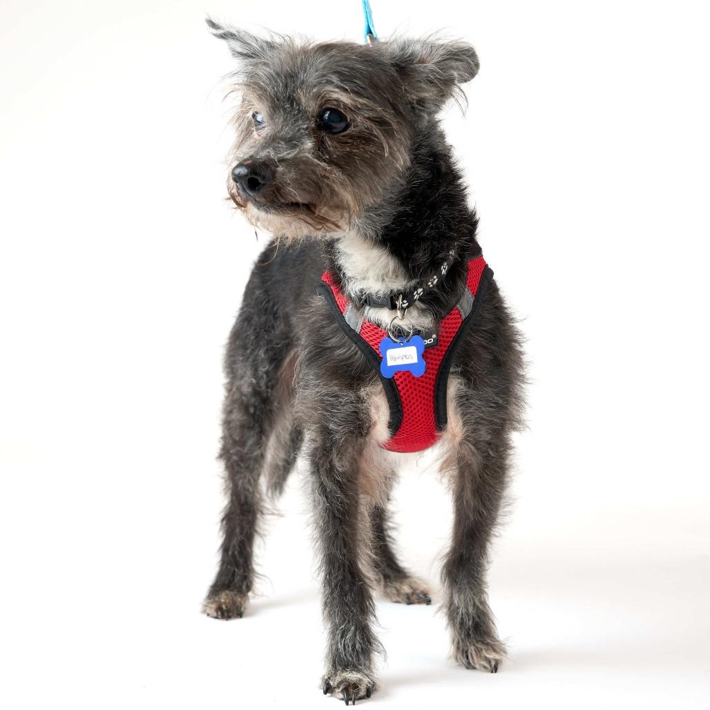 Hampton 14128, Adoptable, Senior Male Terrier.