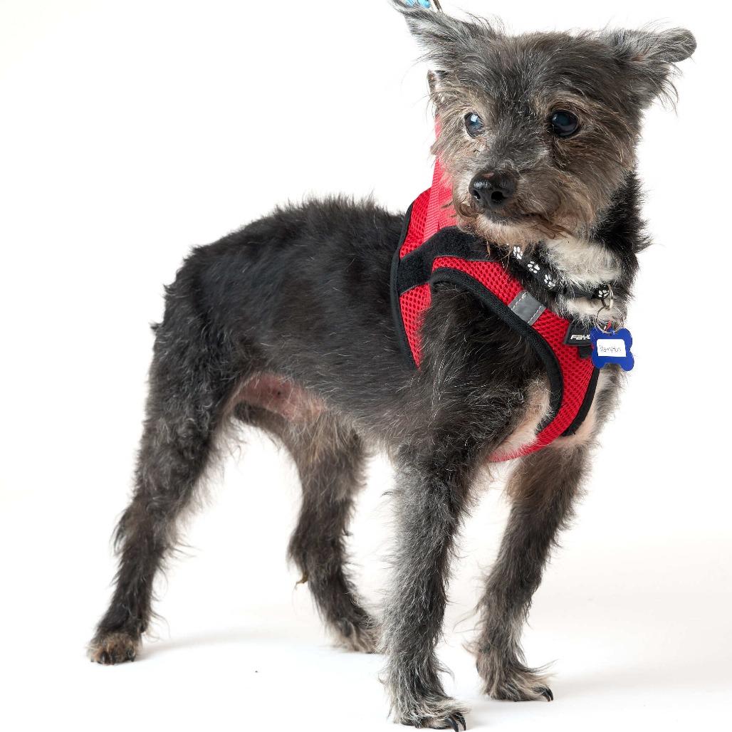 Enlarge Hampton 14128, a Adoptable Terrier in San Francisco, CA image 2/6
