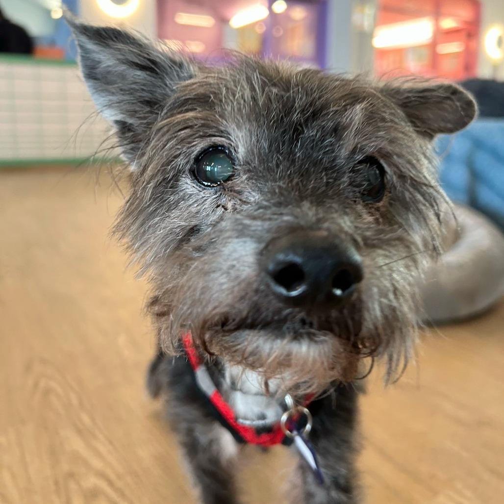 Enlarge Hampton 14128, a Adoptable Terrier in San Francisco, CA image 3/6